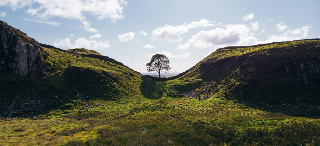 A singular tree standing against the sun in a lush green valley}