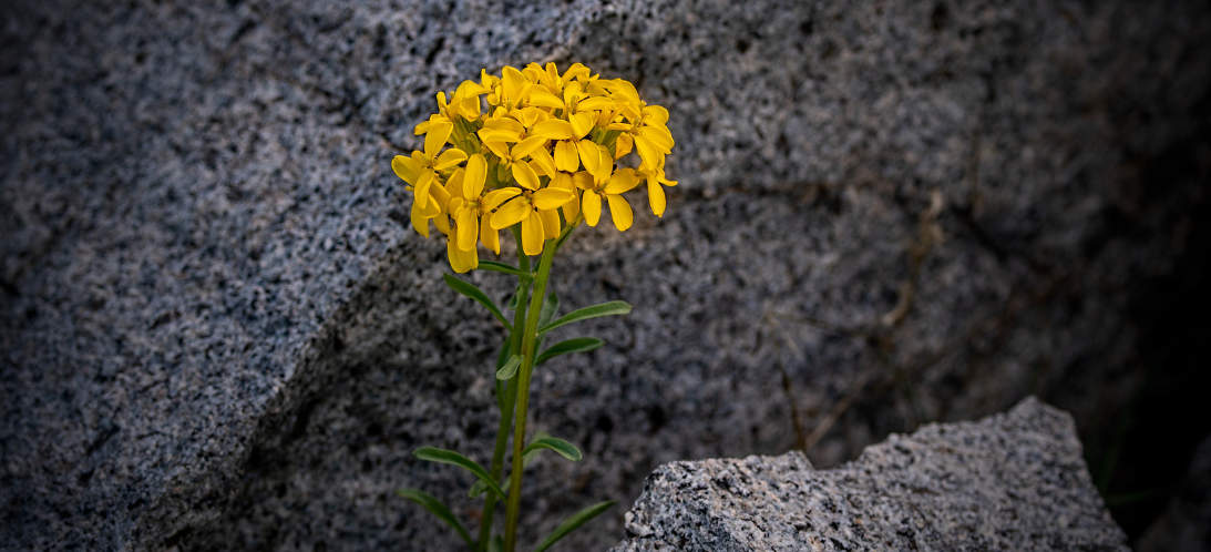 Yellow flowers emerging from between two rocks